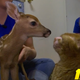 Illustration for article titled A Burned Cat and a Baby Fawn Become Best Friends